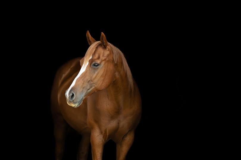 Vitamin E 5,000 (3lb) Pelleted Vitamin E for Horses…