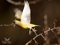 Thumbnail for Better Bird Finch Food, 4 Lb