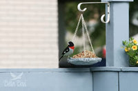 Thumbnail for Better Bird Beautiful Bird Food, 5 Lb
