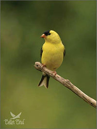 Thumbnail for Better Bird Finch Food, 4 Lb