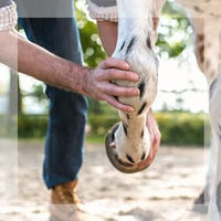 Thumbnail for Absorbine Veterinary Liniment Gel