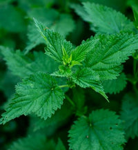 Thumbnail for Herb Pharm Stinging Nettle Blend Liquid Extract - 1 Ounce (DNETT01)