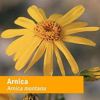Thumbnail for Herb Pharm Certified Organic Arnica Liquid Extract for Minor Pain Support, 1 Fl Oz