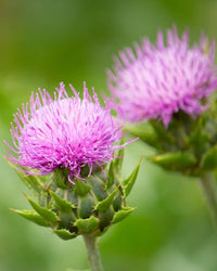 Thumbnail for Herb Pharm Milk Thistle Seed Extract for Liver Function Support - 4 Ounce (DMILK04)