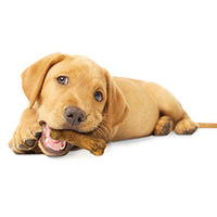 Thumbnail for Nylabone Healthy Edibles Natural Puppy Chews Long Lasting Treats for Puppies, Lamb & Apple Flavor, X-Small/Petite (4 Count)