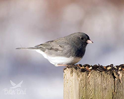 Better Bird Songbird Food, 5 Lb