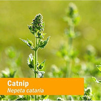 Thumbnail for Herb Pharm Certified Organic Catnip Liquid Extract for Calming Nervous System Support, 1 Fl Oz