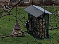 Thumbnail for Wildlife Sciences Songbird Treats Seed Bars | 1-2 lb Bird Seed Cakes for Wild Birds (Woodpecker Crunch)