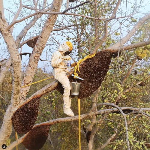 Image 6 of Heavenly Organics Rare Wild Himalayan Honey, 12 Ounce - 6 per case