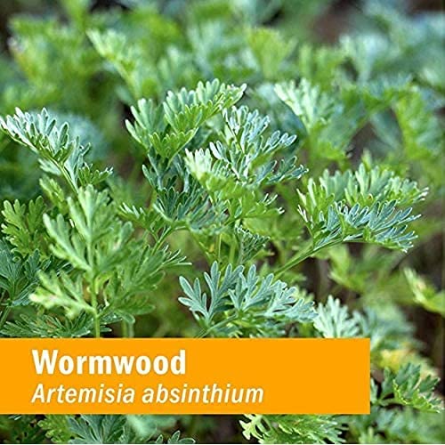 Herb Pharm Certified Organic Wormwood Liquid Extract for Digestive System Support - 4 Ounce