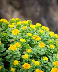Thumbnail for Herb Pharm, Rhodiola Extract, 1 Fl Oz