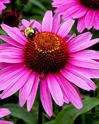 Thumbnail for Herb Pharm, Super Echinacea, 4 Ounce