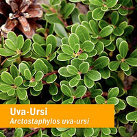 Thumbnail for Herb Pharm Uva Ursi Liquid Extract for Urinary System Support - 4 Ounce