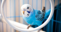 Thumbnail for JW Pet Company Activitoy Double Axis Small Bird Toy, Colors Vary