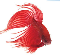 Thumbnail for API BETTAFIX Antibacterial & Antifungal Betta Fish Infection and Fungus Remedy 1.7-Ounce Bottle