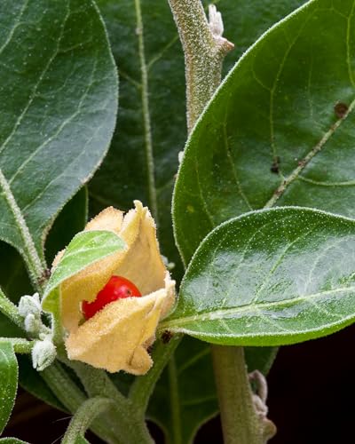 Herb Pharm Ashwagandha, Alcohol Free: Liquid Extract, USDA Organic | Traditional Stress Support Supplement, Ashwagandha Root Glycerite, Tasty Adaptogen Extract for Adults | Up to 6 Week Supply, 2 oz*