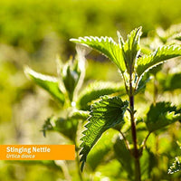 Thumbnail for Herb Pharm Stinging Nettle Blend Liquid Extract - 4 Ounce