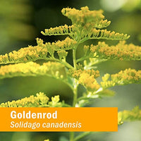 Thumbnail for Herb Pharm Certified Organic Goldenrod Liquid Extract for Urinary System Support, 1 Fl Oz (Pack of 1)