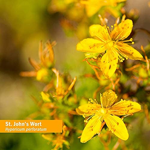 Herb Pharm St. John's Wort Topical Oil, 4 Ounce (OILSJW04)