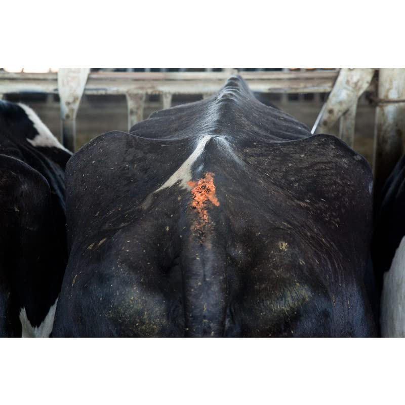 All-Weather Paintstik 61011- Livestock Marker Highly Visible Nontoxic Paint for Marking Animal Skin, Hide, Pelt Wet & Dry Ideal for Cattle Heat Detection Fluorescent Yellow (12 Pk) Made in USA