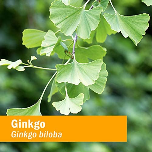 Herb Pharm Certified Organic Ginkgo Liquid Extract for Memory and Concentration - 4 Ounce