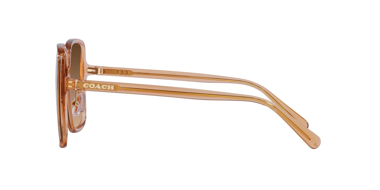 Coach HC8368D Sunglasses, Transparent Brown/Brown Gradient, 61 mm