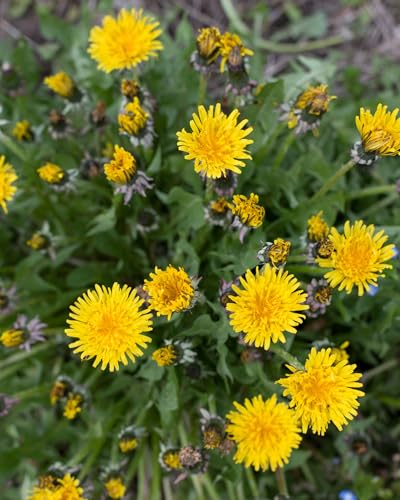 Herb Pharm Certified Organic Dandelion Liquid Extract for Cleansing and Detoxification, Organic Cane Alcohol, 4 Ounce