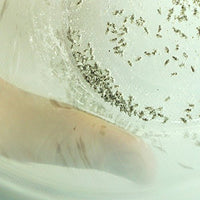 Thumbnail for Rep-Cal SRP00200 Phosphorous-Free Calcium Ultrafine Powder Reptile/Amphibian Supplement with Vitamin D3