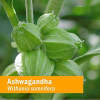 Thumbnail for Herb Pharm Certified Organic Ashwagandha Extract for Energy and Vitality, Grain, Organic Cane Alcohol, 1 Ounce