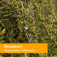 Thumbnail for Herb Pharm Certified Organic Rosemary Liquid Extract - 4 Ounce