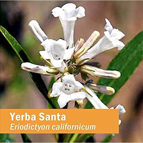 Herb Pharm Yerba Santa Liquid Extract for Respiratory System Support, 1 Fl.Oz