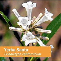 Thumbnail for Herb Pharm Yerba Santa Liquid Extract for Respiratory System Support, 1 Fl.Oz