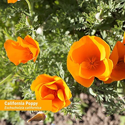 Herb Pharm Certified Organic California Poppy Liquid Extract for Calming Nervous System Support - 1 Ounce