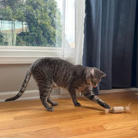 Thumbnail for SPOT Naturals Silver Vine Cat Toy – Natural Interactive Enrichment for Cats, Stimulates Play and Reduces Stress, Durable and Safe, Perfect for Indoor Cats and Kittens, Assorted Styles, 1 Piece