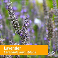 Thumbnail for Herb Pharm Certified Organic Lavender Flower Liquid Extract for Calming Nervous System Support, 1 Fl Oz