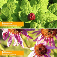 Thumbnail for Herb Pharm Certified Organic Golden Echinacea Liquid Extract for Immune System Support - 4 Ounce