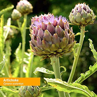 Thumbnail for Herb Pharm Certified Organic Artichoke Liquid Extract for Cardiovascular and Circulatory Support - 4 Ounce