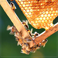 Thumbnail for Image 7 of Madhava Organic Amber Honey, Unfiltered, 12 oz. Honey Bear (Pack of 6)