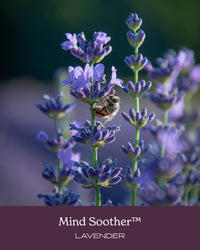 Thumbnail for Herb Pharm Certified Organic Mind Soother, Lavender, Liquid Herbal Formula, 1 Fl Oz