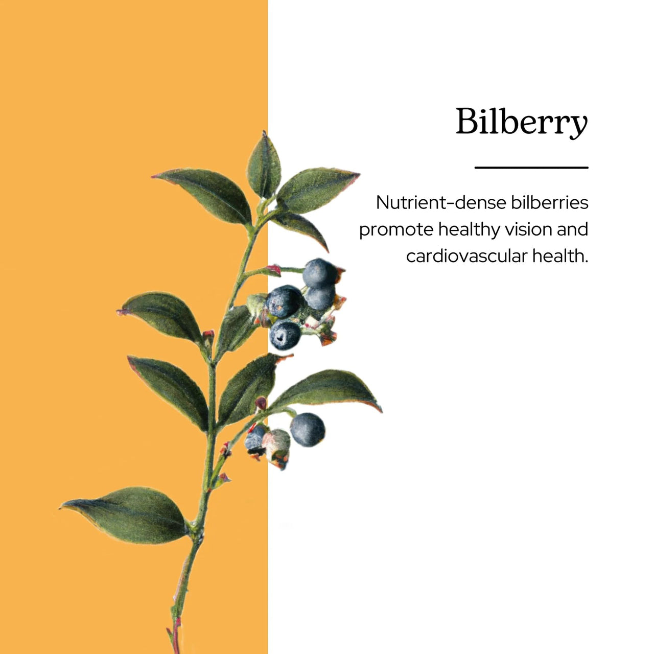 Eclectic Herb - Bilberry Liquid Herbal Glycerite | Vision Support Supplement | Vision Health & Cardiovascular Support | Concentrated, Alcohol-Free, Organic, Vegan, Non GMO (1 fl oz | 30 ml)