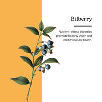 Thumbnail for Eclectic Herb - Bilberry Liquid Herbal Glycerite | Vision Support Supplement | Vision Health & Cardiovascular Support | Concentrated, Alcohol-Free, Organic, Vegan, Non GMO (1 fl oz | 30 ml)