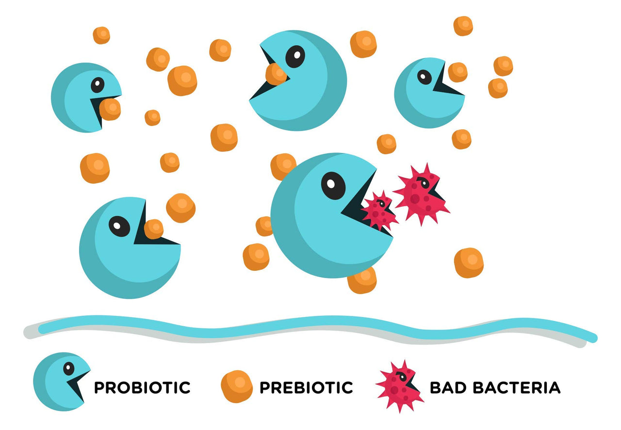 Lean & Pure Prebiotic & Probiotic, 25 Billion Live and Shelf Stable Cultures, 30 Count, Non GMO, Vegetarian, Gluten Free