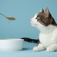 Thumbnail for The Missing Link Pet Kelp Feline Well-Being 6oz Superfood Powdered Supplement, Organic & Limited Ingredient Formula for Digestive & Overall Health of Cats
