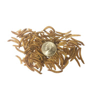 Thumbnail for TradeKing 1 lb Dried Mealworms - High Protein Treat for Wild Birds, Chicken, Fish & Reptiles