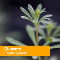 Thumbnail for Herb Pharm Cleavers Liquid Extract - 4 Ounce
