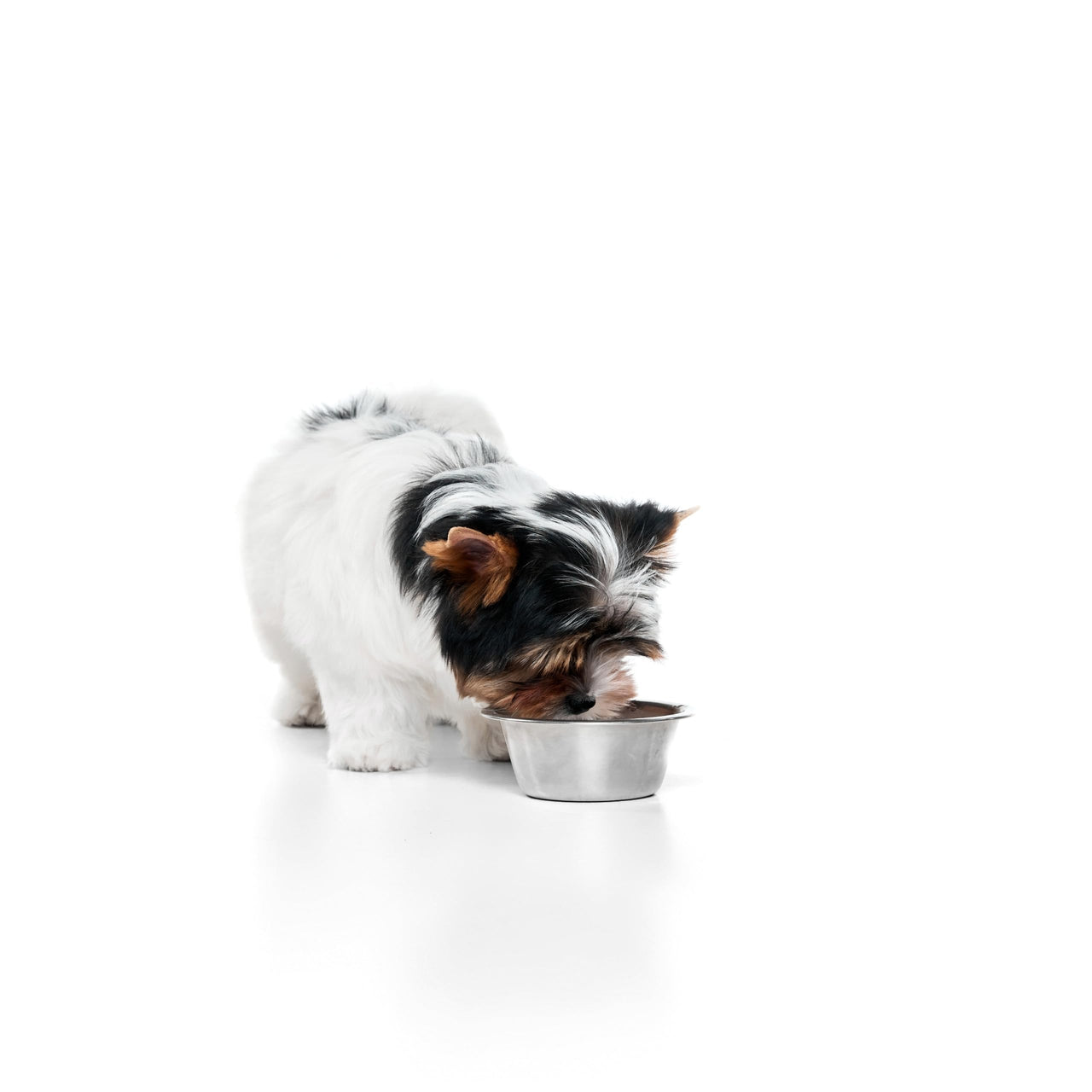 SPOT Stainless Steel Mirror Finish Bowl, Durable Chew-Proof Food/Water Dish for Mini Dogs, Small Dogs, and Puppies, 2 Cups (16 oz) Capacity