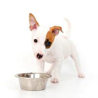 Thumbnail for SPOT Stainless Steel Mirror Finish Bowl, Durable Chew-Proof Food/Water Dish for Mini Dogs, Small Dogs, and Puppies, 2 Cups (16 oz) Capacity