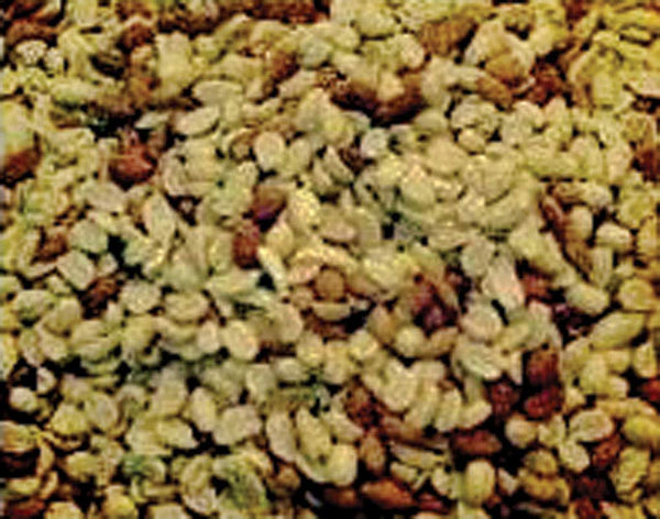 Alpine Ingredients RAW Peanut Shelled Peanuts 50 Lb
