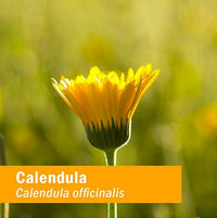 Thumbnail for Herb Pharm Certified Organic Calendula Oil, 1 Fl Oz