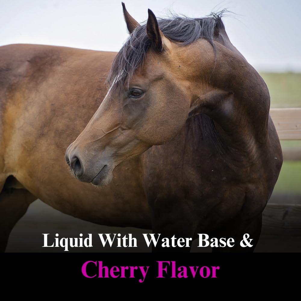 SU-PER DMG 3000 Horse Supplement - Training & Performance Support Liquid - Supports Normal Cardiovascular Immune & Muscle Function - 1 Quart